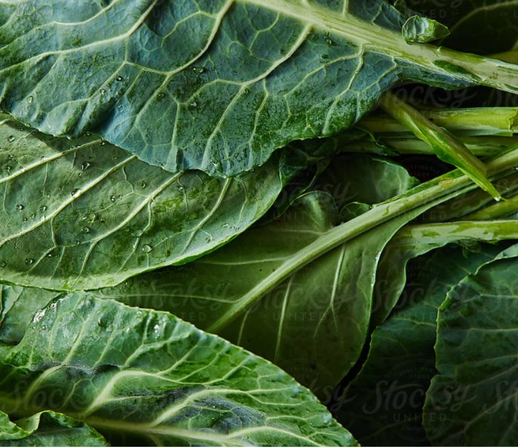 ingredients slide green leaf