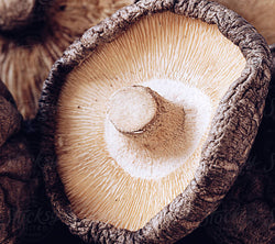 mushroom slide img